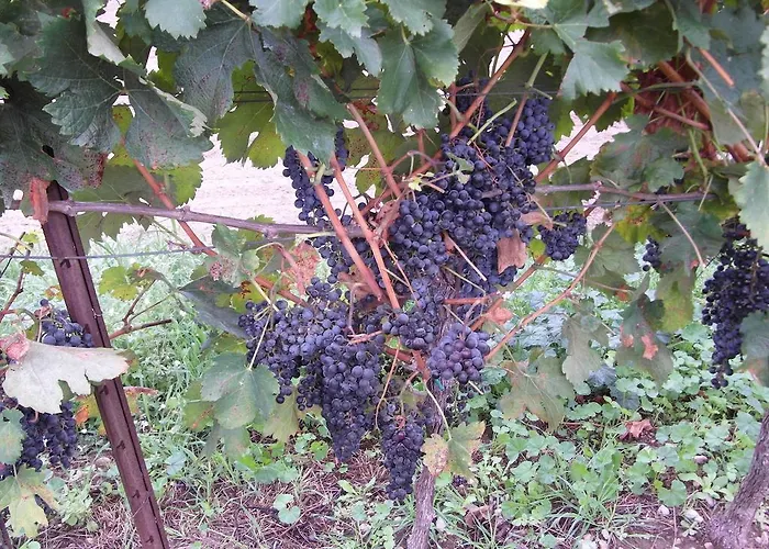 Cortecoraman Sommacampagna