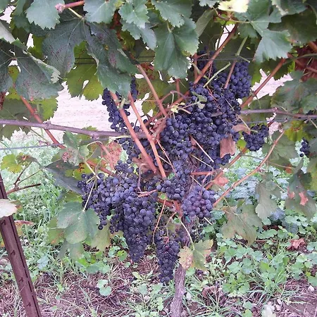 Cortecoraman Sommacampagna